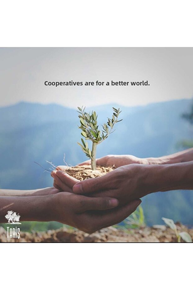 175 Grams Olive Leaf Soap - 3