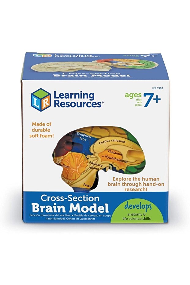 Brain Sectional Model (Soft Foam) - 3