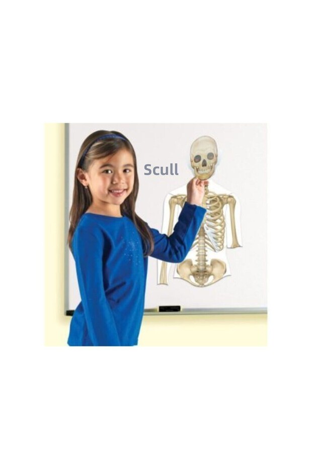 Double Sided Magnetic Human Body - 3