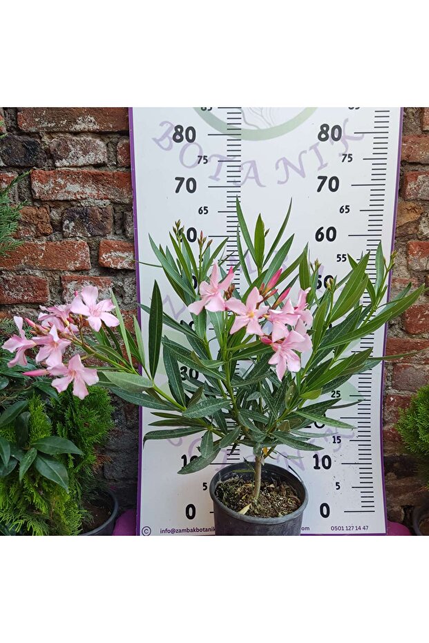 Zakkum Çiçeği (Nerium oleander) - Renkli ve Dayanıklı Çiçekli Bitki - 7