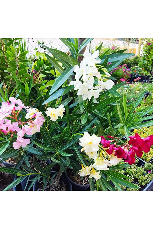 Zakkum Çiçeği (Nerium oleander) - Renkli ve Dayanıklı Çiçekli Bitki - 3