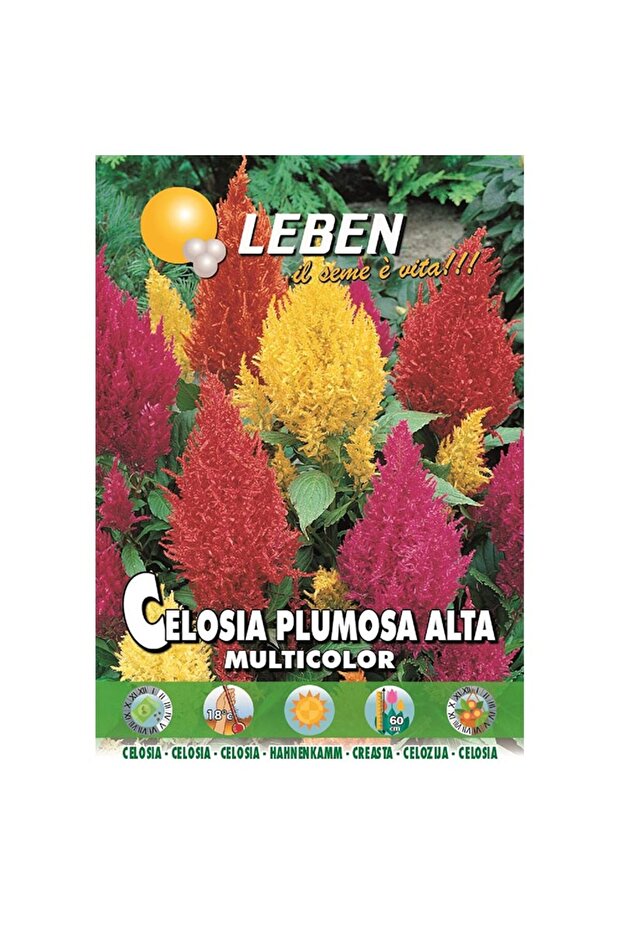 Celosia (Celosia Plumosa Alta Multicolor) Premium Quality Seeds Made in Italy