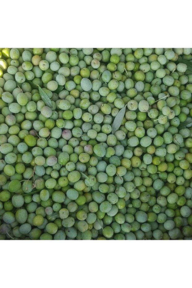 Ultra Premıum Zeytinyağı - 4