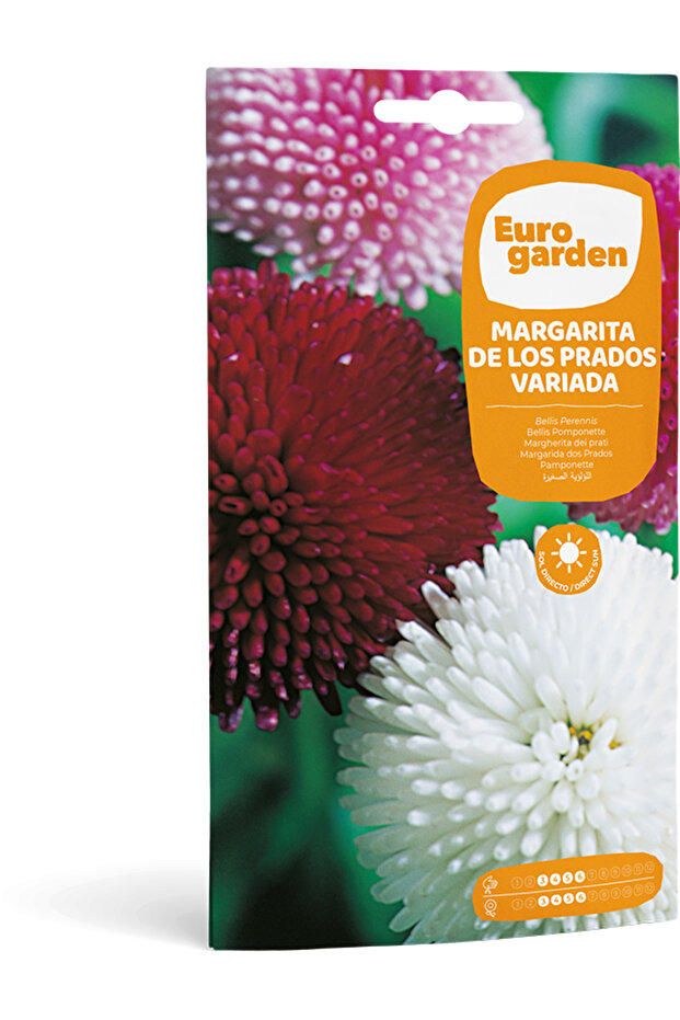 Bellis Pomponette (Margarita de los Prados Variada) Premium Quality Seeds Made in Spain