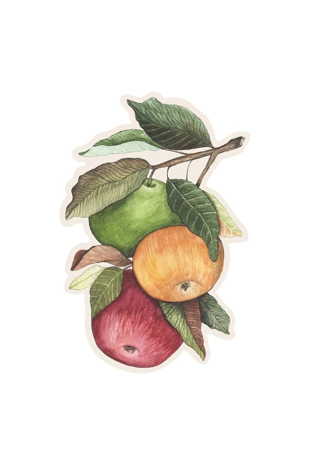 Heirloom Apples Table Accent Pack de 12 foi