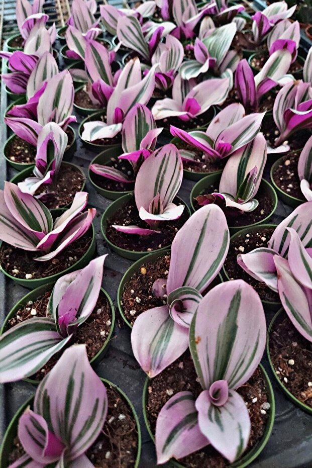 Pembe Nanouk Telgraf Çiçeği Minik - 3