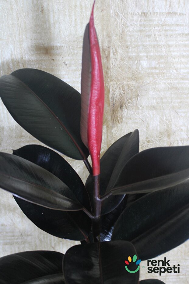 Ficus Elestica Robusta - Tekli Kauçuk - Salon Ve Ofis Bitkisi 80- 100 Cm - 3