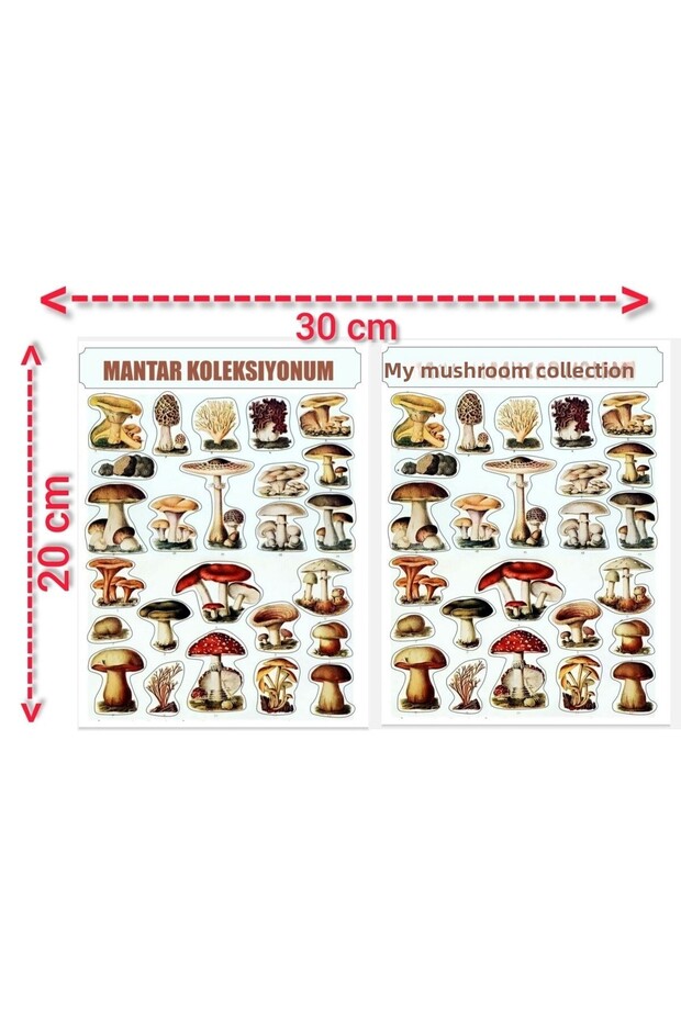 50 Transparent Mushrooms - Journal Labels