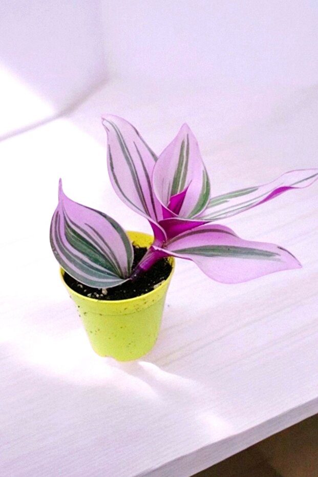 Pembe Nanouk Telgraf Çiçeği Minik - 2