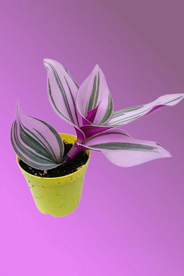 Pembe Nanouk Telgraf Çiçeği Minik - 4