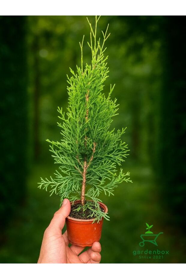 Smaragd Batı Mazısı Fidanı Thuja Occidentalis Smaragd Çam Ağacı 30-40 CM - 1