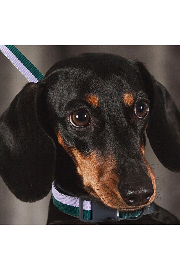 Pet leash green - lavender, - 2