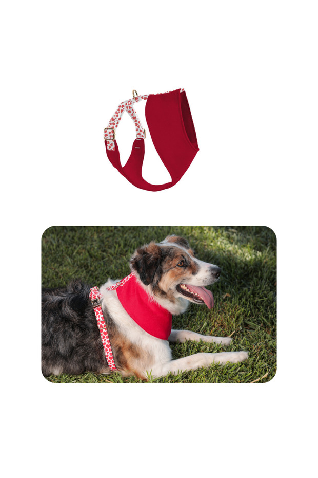 Valentine Soft Köpek Göğüs Tasması - 1