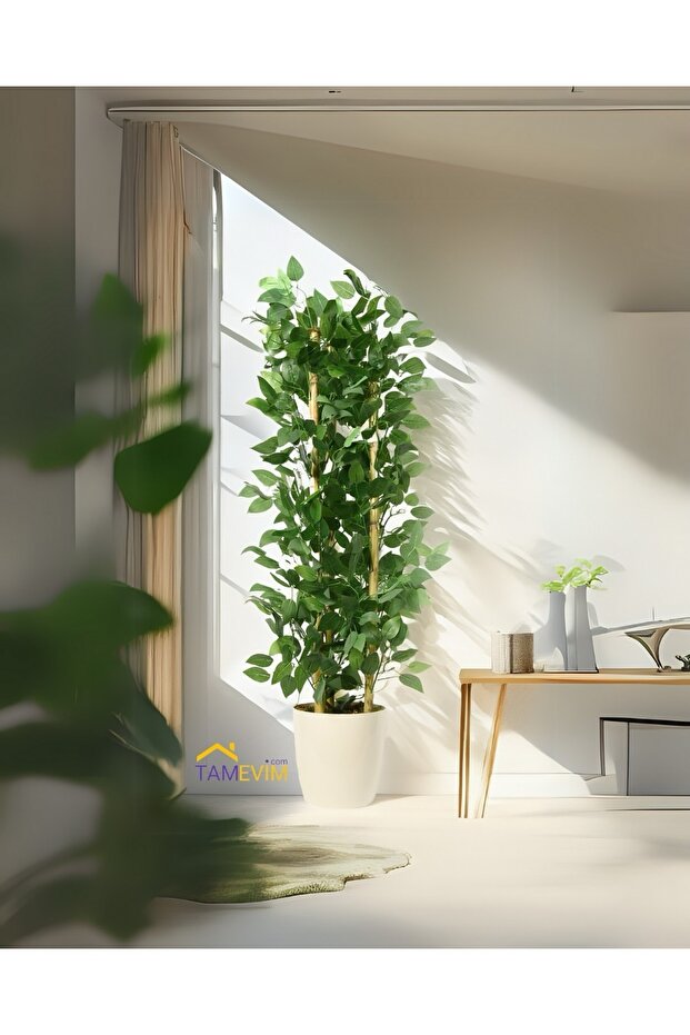 Benjamin Ağacı 125 Cm - 2