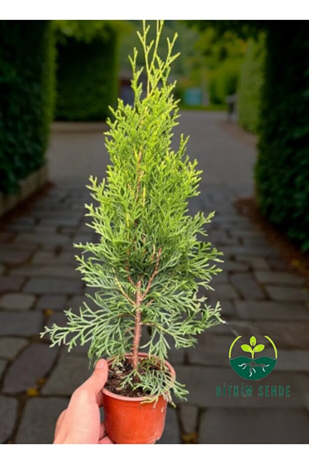 Smaragd Batı Mazısı Fidanı Thuja Occidentalis Smaragd Çam Ağacı 30-40 CM - 5