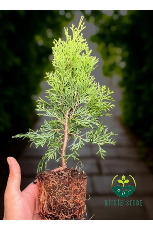 Smaragd Batı Mazısı Fidanı Thuja Occidentalis Smaragd Çam Ağacı 30-40 CM - 2