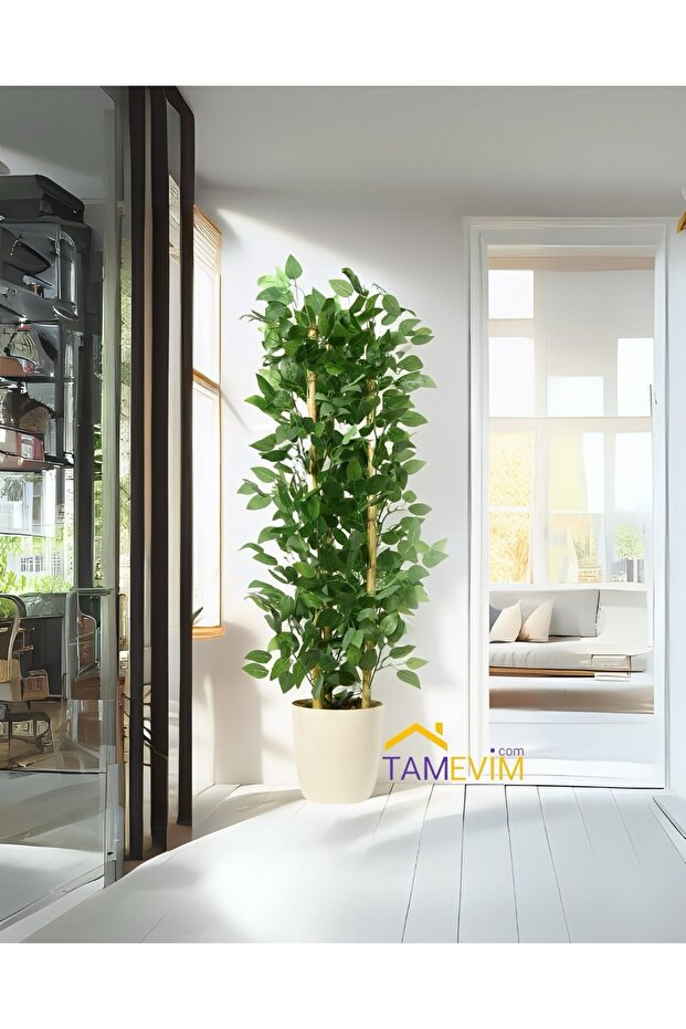 Benjamin Ağacı 125 Cm - 1