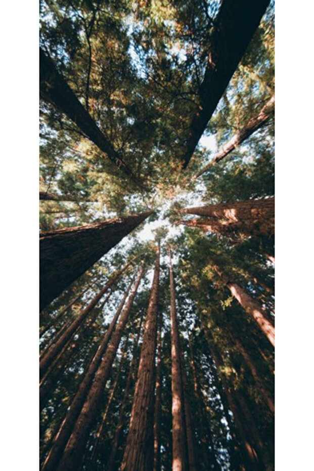 Εξατομικευμένη θήκη ALLVIEW E4 \ E4 Lite Forest 2 - 1