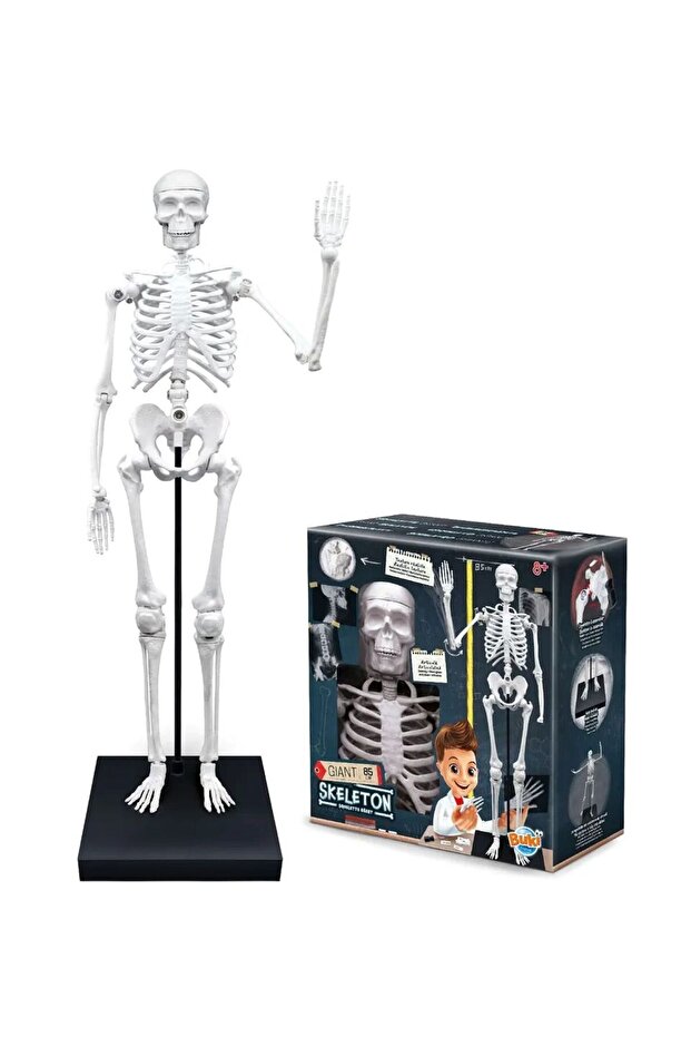 هيكل عظمي 85 سم - 1