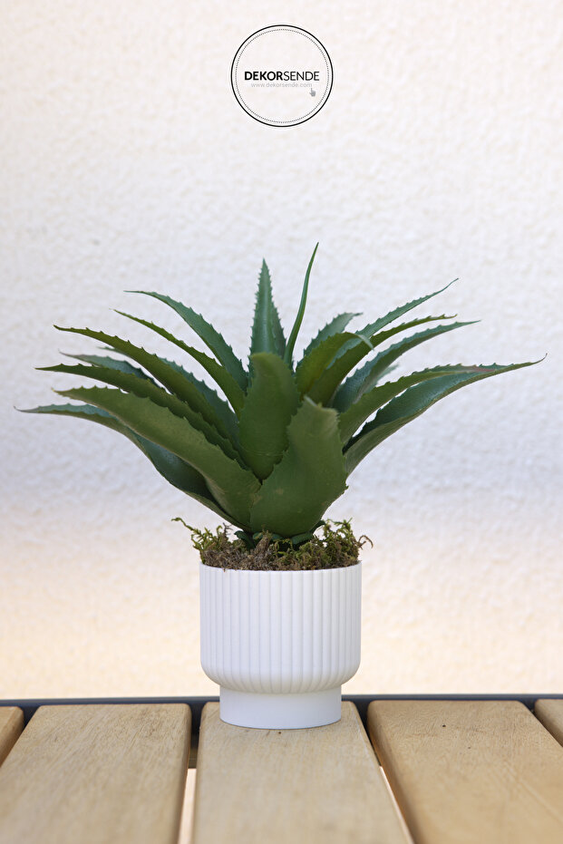 الصبار المدبب الاصطناعي - 3