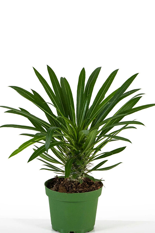 Madagaskar Palmiyesi - 1