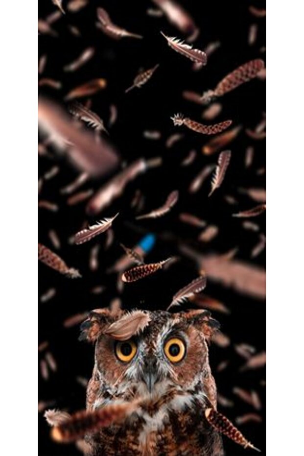 Personalized Case NOKIA 7 Plus Owl - 1