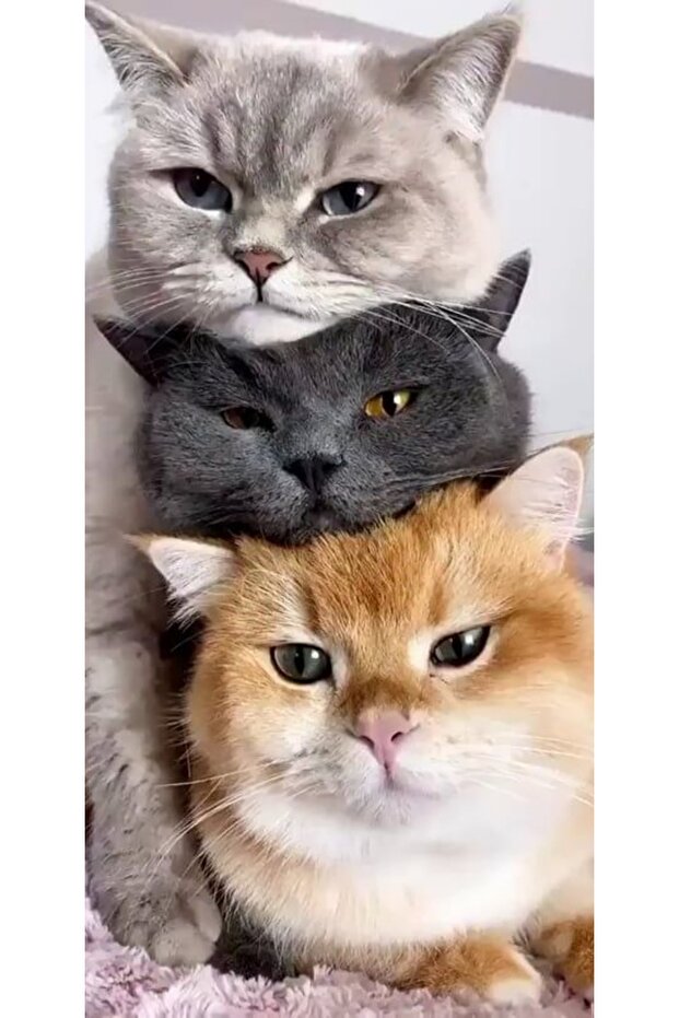 Εξατομικευμένη θήκη ALLVIEW E4 \ E4 Lite Lazy Cats - 1