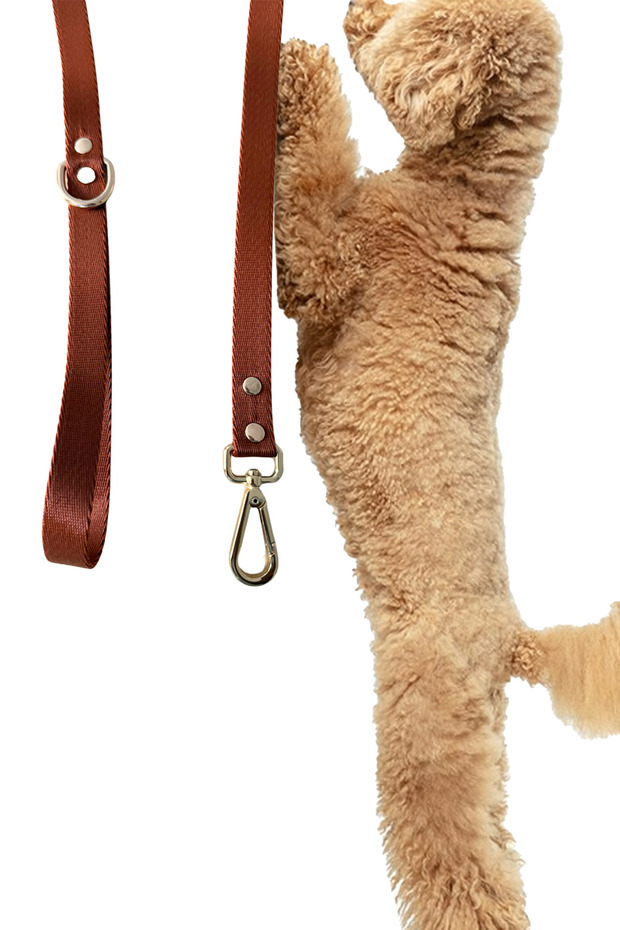 Caramel Mood Köpek Gezdirme Tasması Gezdirme Kayışı 120cm - 1