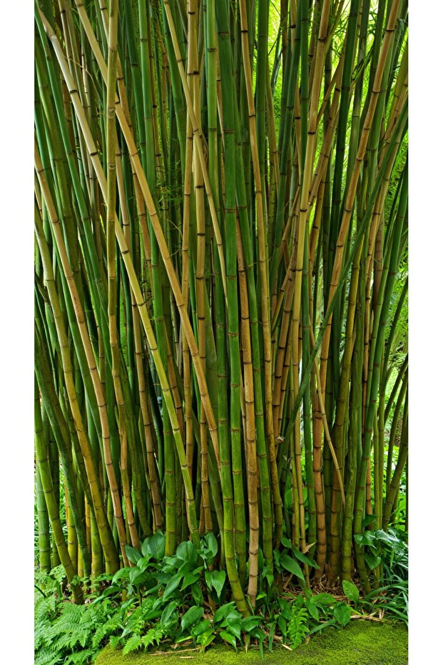 Bezciler Bambu Kargı Fidan Destek Çubukları 230 Cm Boy 2.5-3.5 Çap 10 Adet - 1