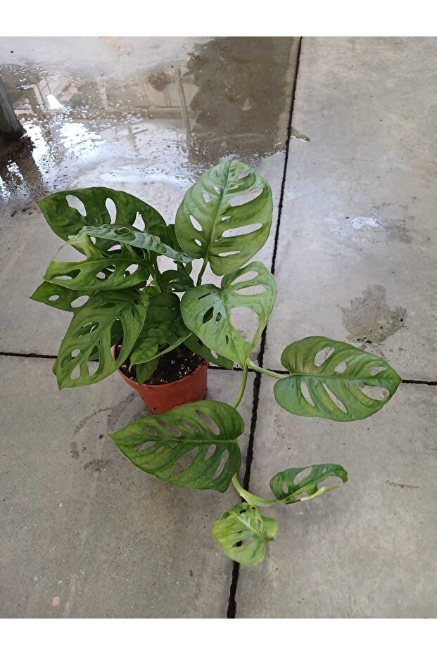 Monstera Monkey Mask Salon Bitkisi | Canlı ve Delikli Yapraklı İsviçre Peyniri Çiçeği - 2