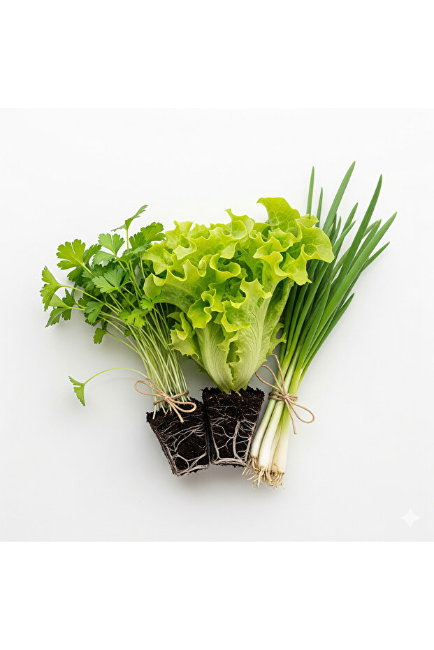 Fide Seti Maydanoz -kıvırcık Marul - Taze Soğan 15 Adet - 1