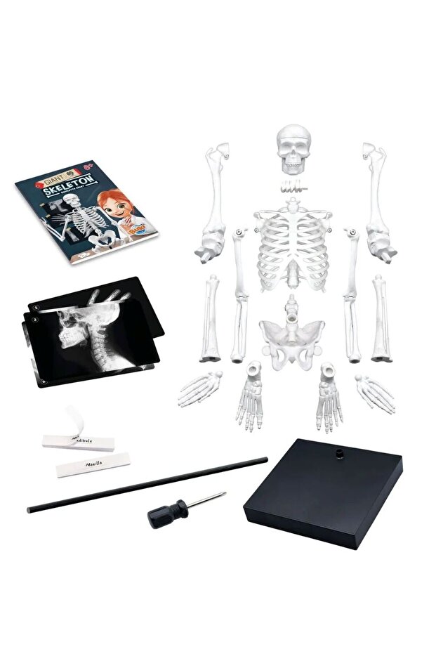 هيكل عظمي 85 سم - 2