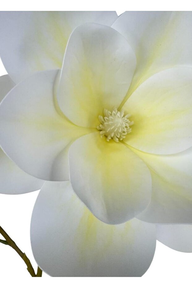 Yapay Çiçek Krem Manolya Islak Doku 3 Kafalı Uzun Dal Çiçek Flowers 80cm - 6