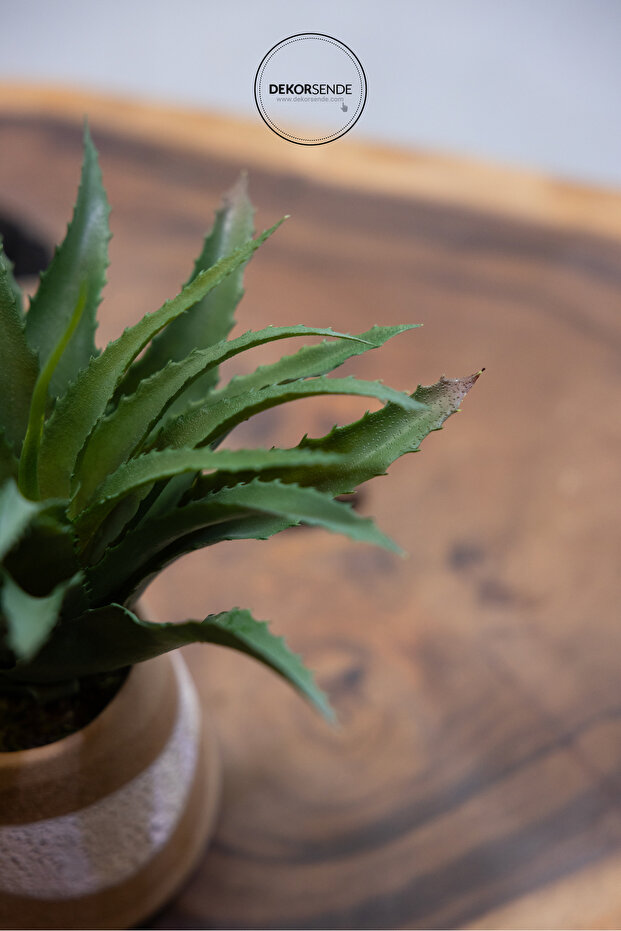 الصبار المدبب الاصطناعي - 7