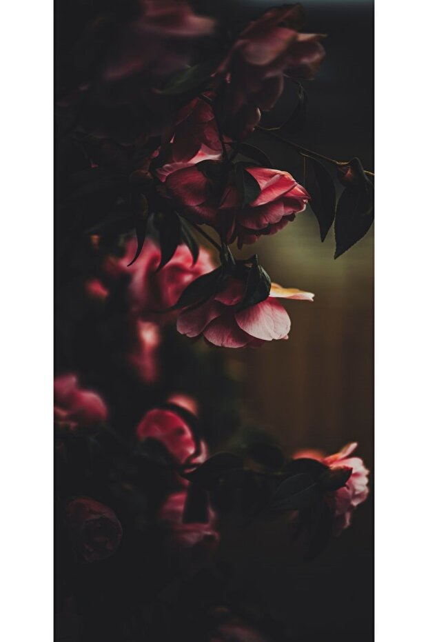 Personalized Case NOKIA 7 Roses - 1