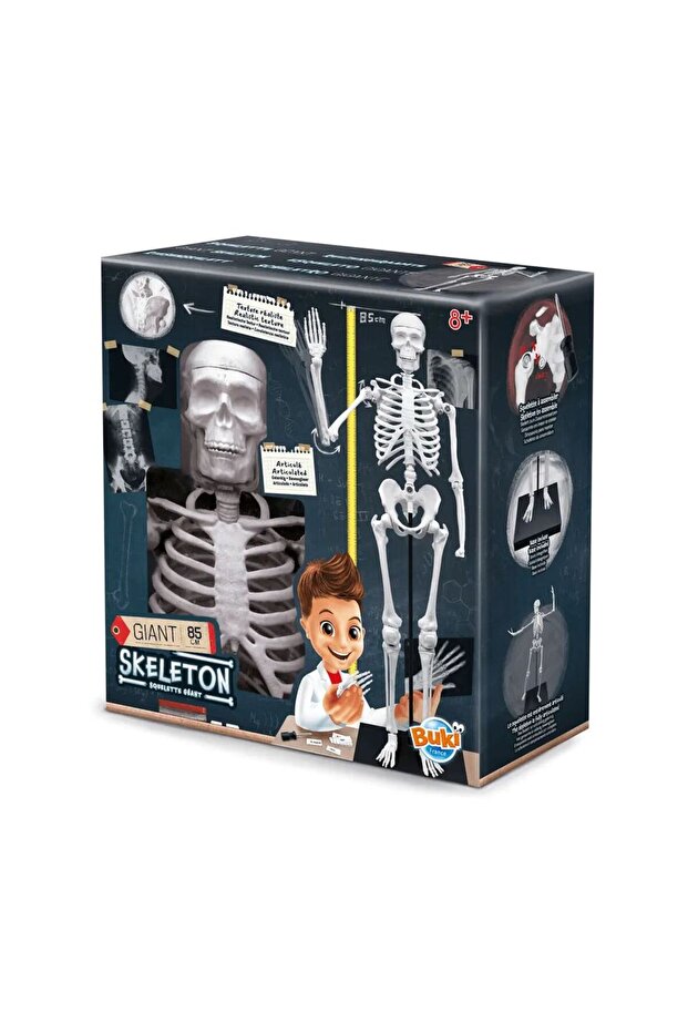 هيكل عظمي 85 سم - 3