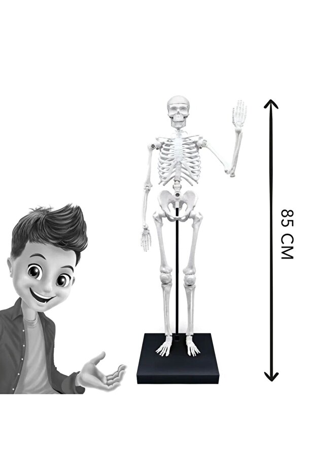 هيكل عظمي 85 سم - 4