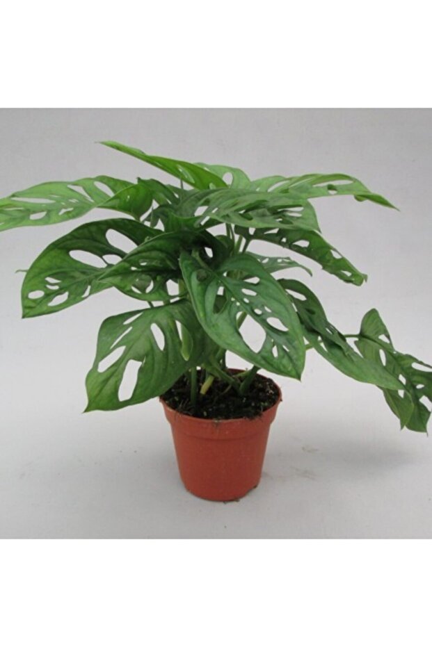 Monstera Monkey Leaf - 1