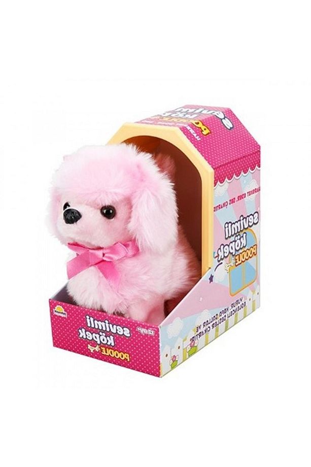 Sevimli Köpek Poodle - 1