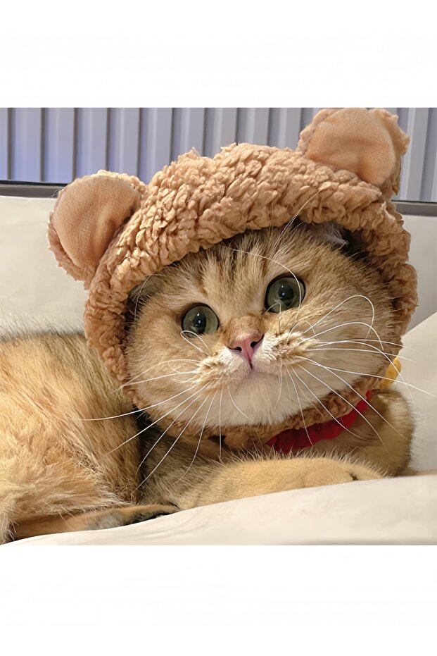 Cat hat Bear - 2