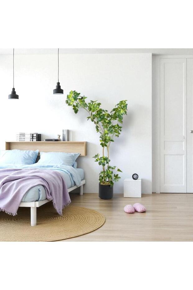 شجرة شيفليرا - 160 سم - 1