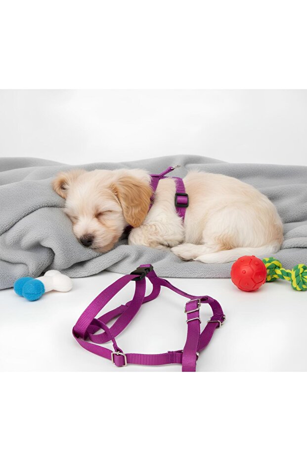 Köpek Vücut Tasması - 2
