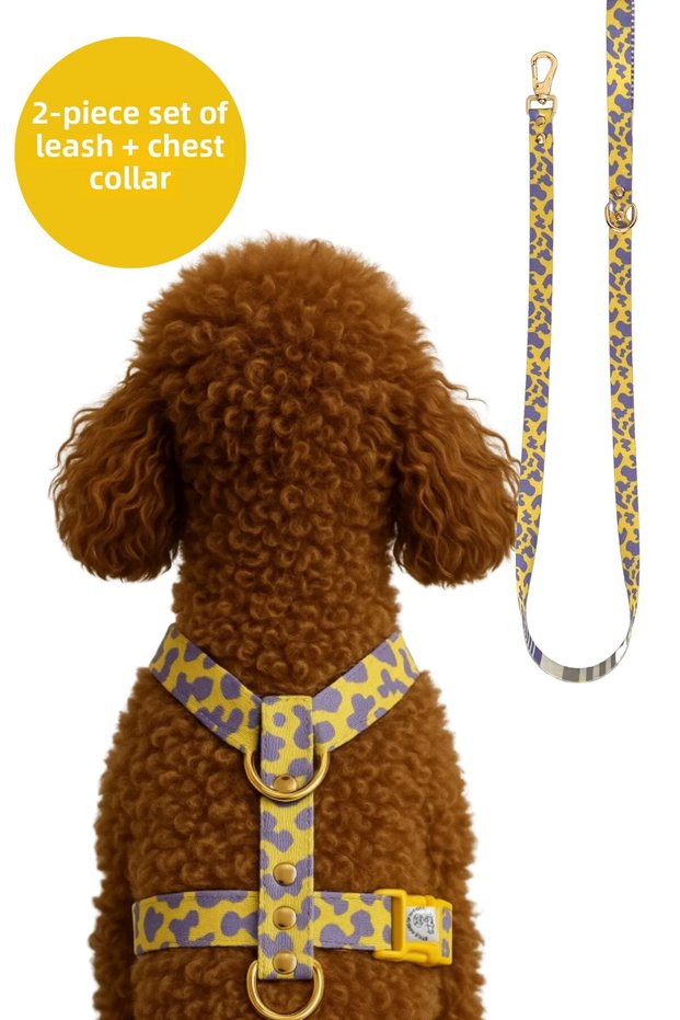 H Type Pla Clips Dog Collar + Walking Leash Set