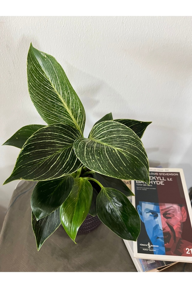 PHILODENDRON BİRKİN-İÇ MEKAN BİTKİSİ - 4