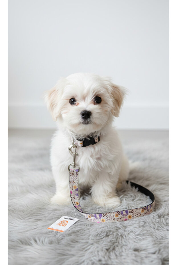 Köpek Tasması Uzatma (Sadece Tasmaya Takılan Uzatma Dahildir.) - 1