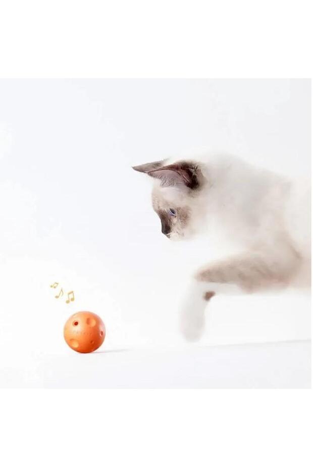 Support for Scratching and Playing with Cat Grass Scratcher 4 in 1 - 2