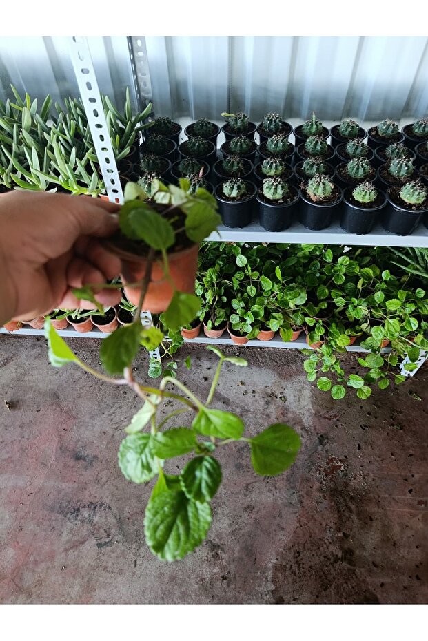 Parlak Mustafa Çiçeği - 3