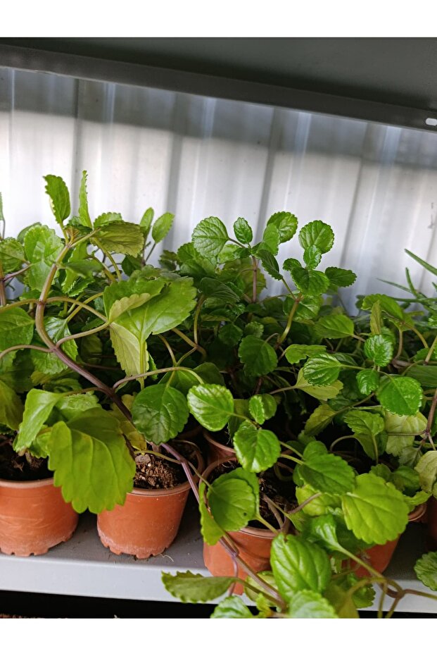 Parlak Mustafa Çiçeği - 1