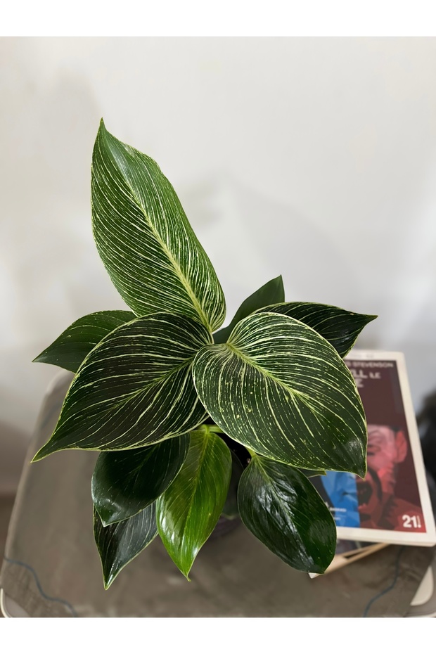PHILODENDRON BİRKİN-İÇ MEKAN BİTKİSİ - 2