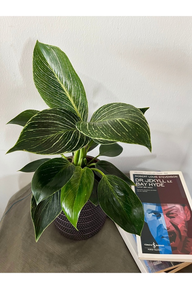 PHILODENDRON BİRKİN-İÇ MEKAN BİTKİSİ - 3